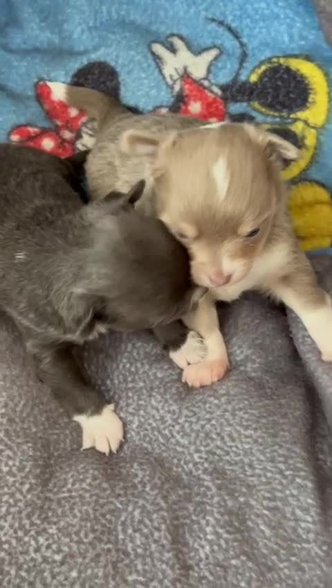 Chihuahua dogs for stud: STUD: Gorgeous White Long Coat Chihuahua  in Aldershot - Video 2