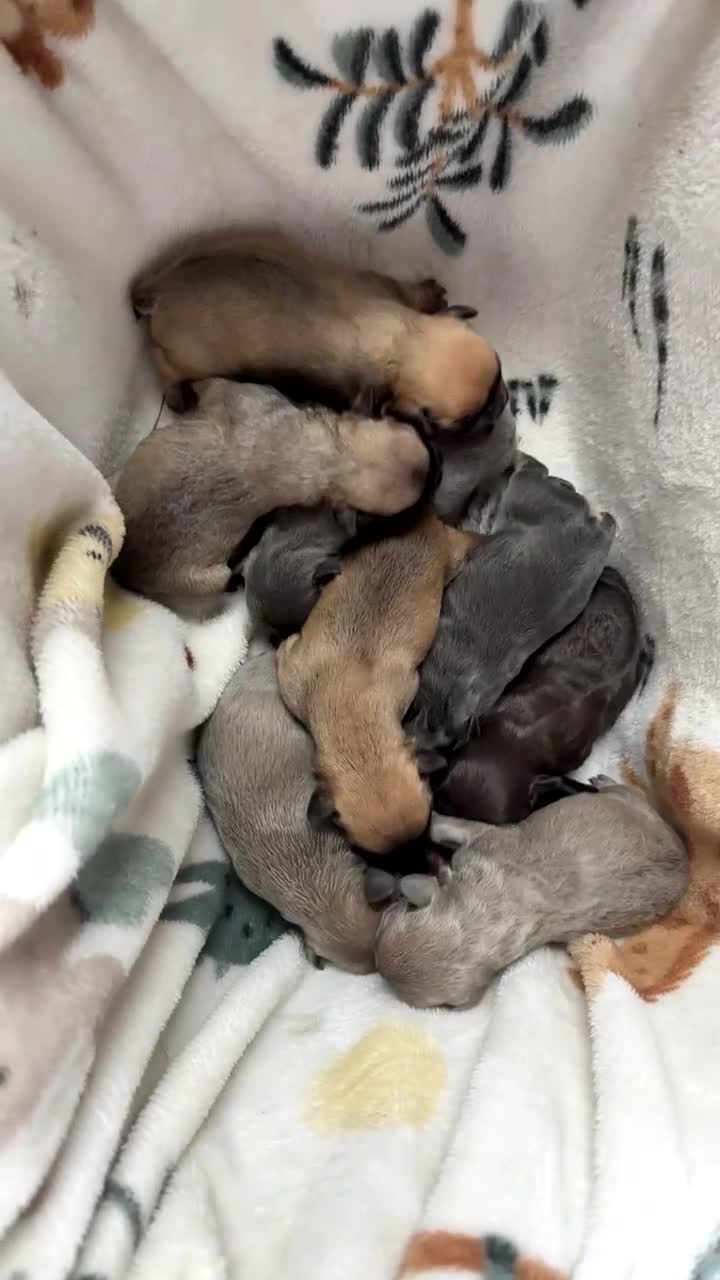 French Bulldog dogs for sale: French bulldog puppies  in Airdrie - Video 1