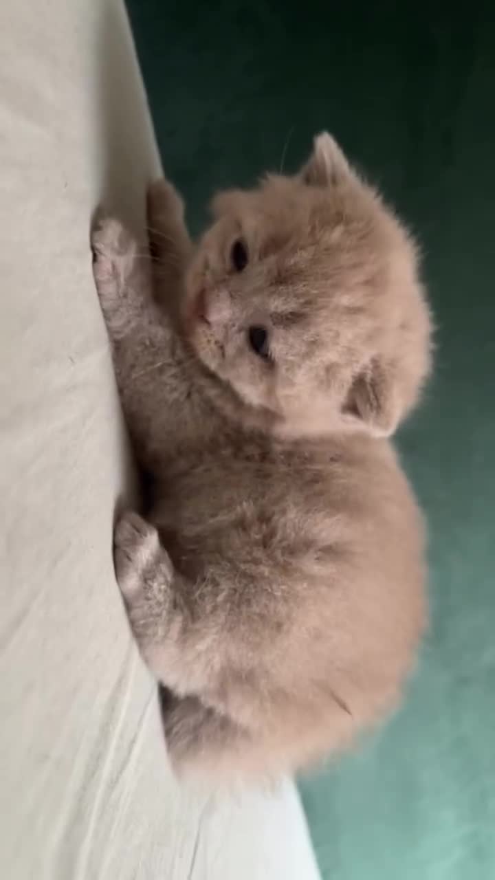 British Shorthair cats for sale: British shorthair Kittens - Video 4