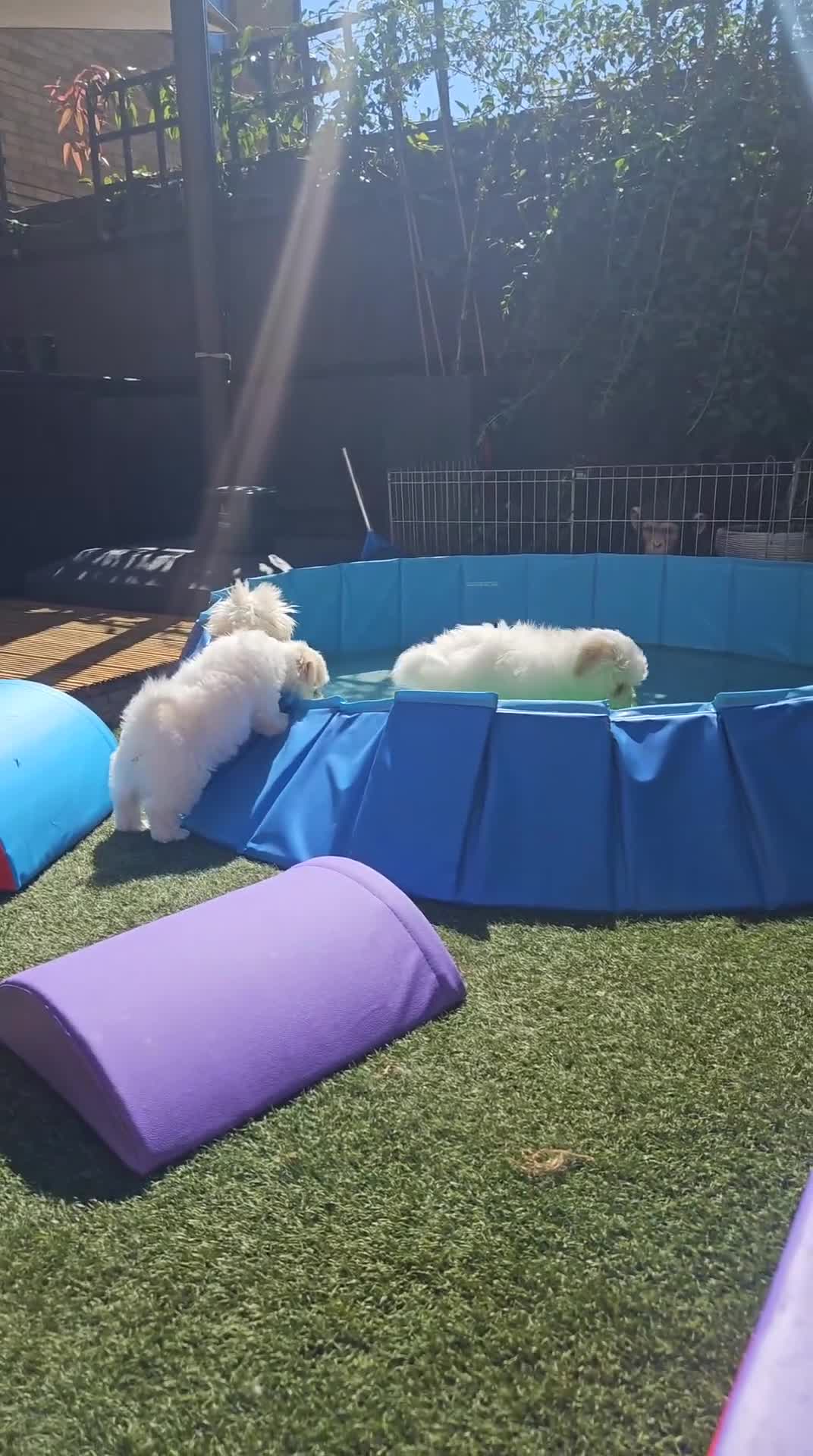 Coton De Tulear dogs for sale: 2 Stunning coton de Tulear girls - Video 1