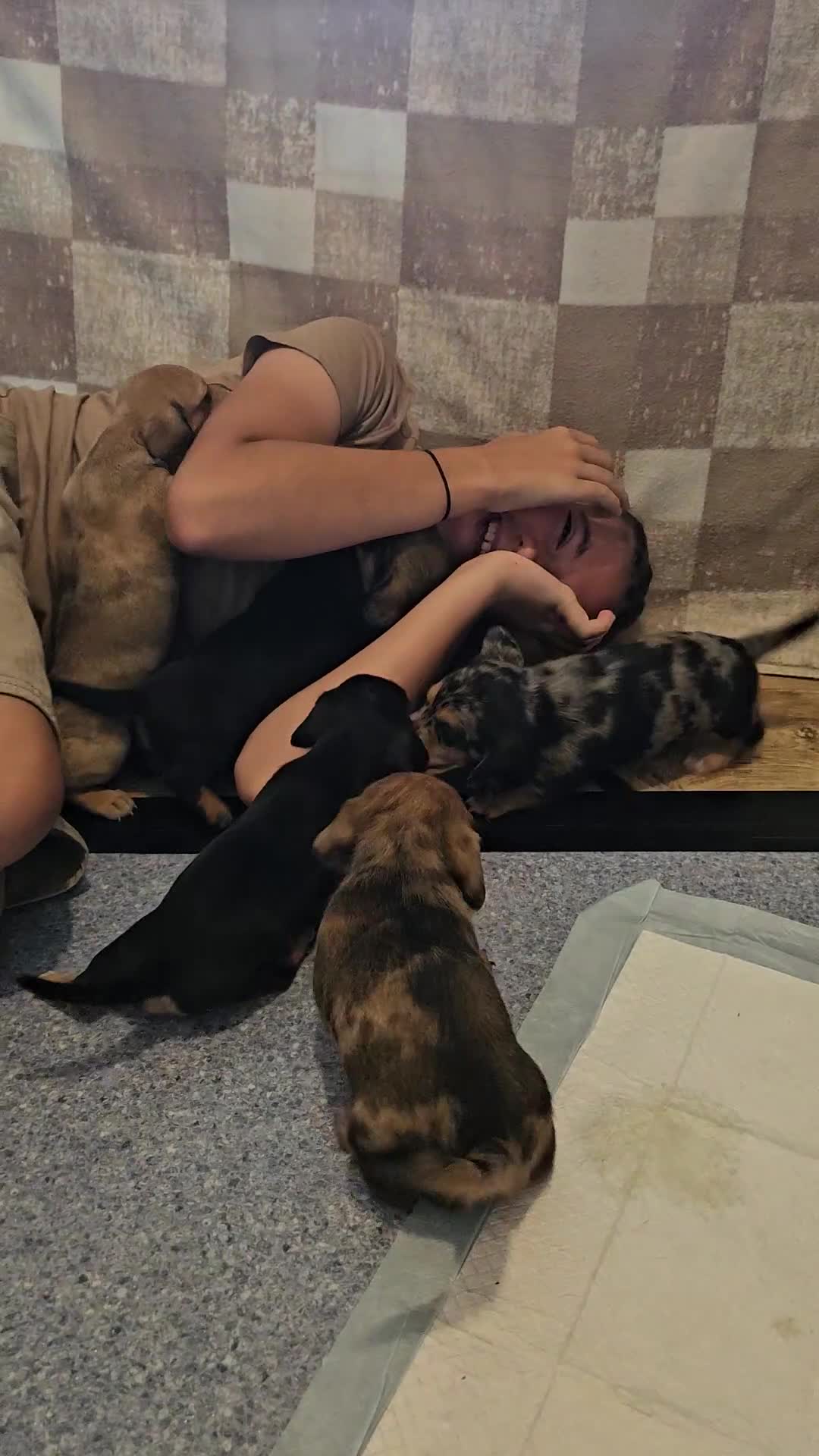 Miniature Dachshund dogs for sale: Daxie medium coat puppies dapples and black & tan  - Video 1