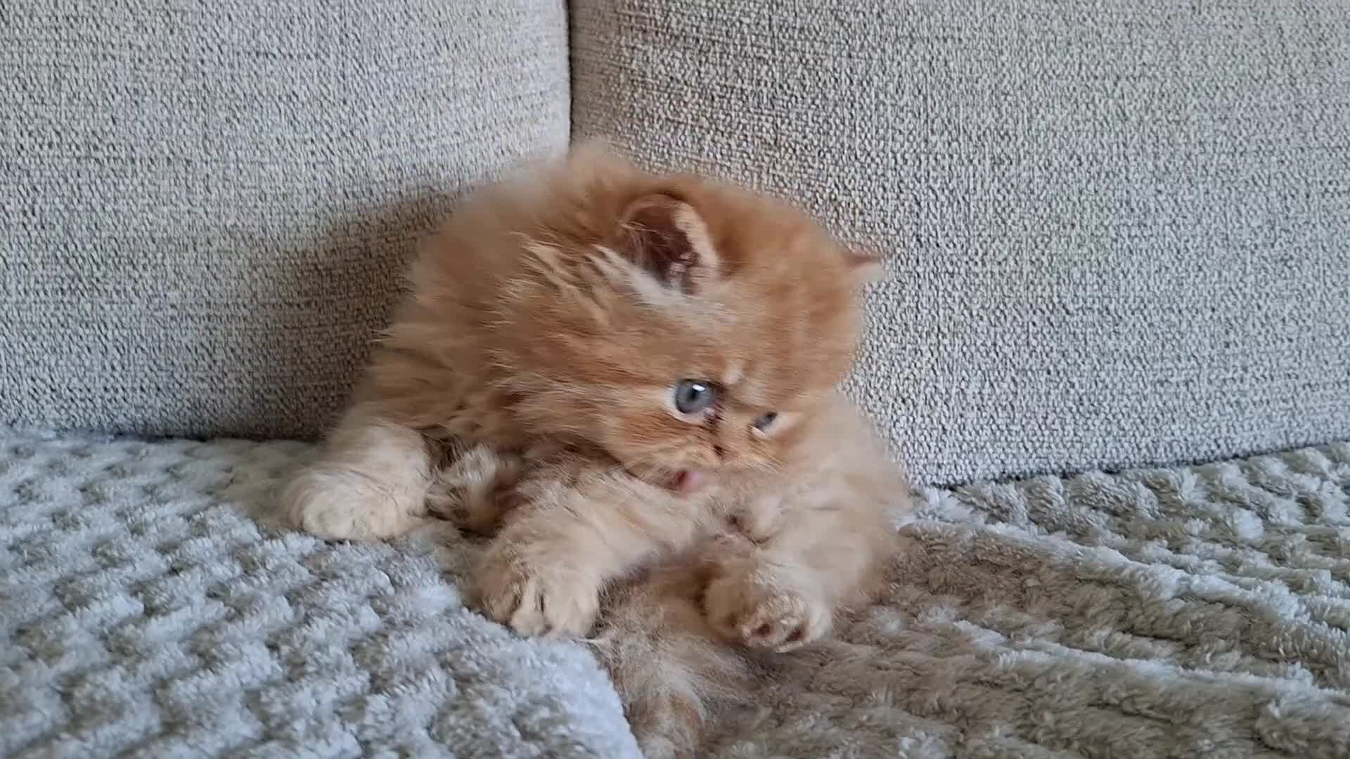 Persian cats for sale: LAST ONE, Pure Persian Boy. - Video 1