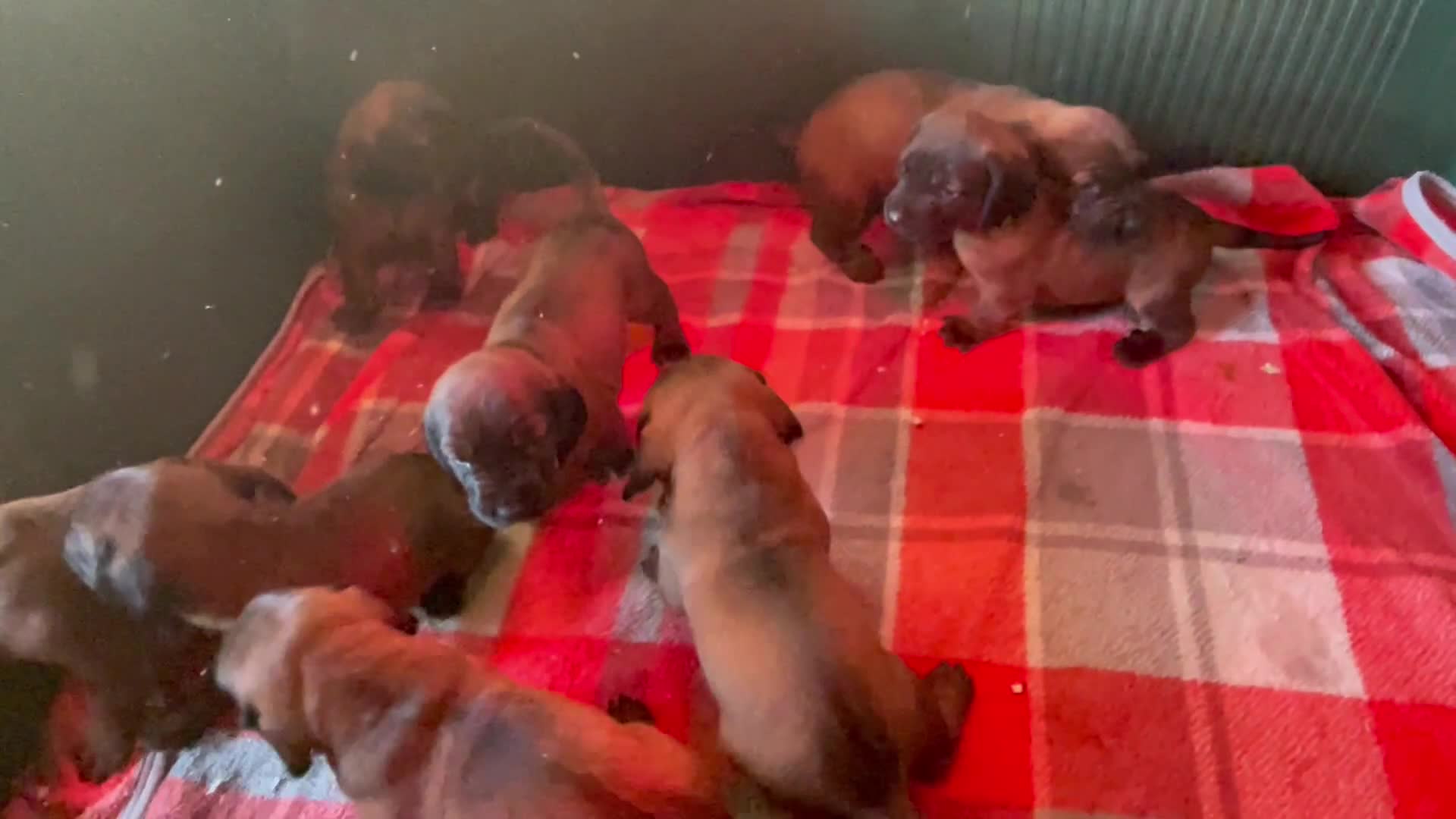 Bavarian Mountain Hound dogs for sale: Bavarian mountain hound puppies in Strabane - Video 1