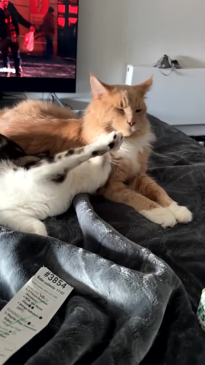 Maine Coon cats for sale: Perfect Young Male Maine coon - Video 1