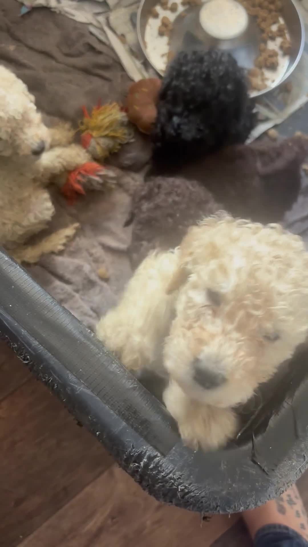 Standard Poodle dogs for sale: Standard poodle puppies - Video 1