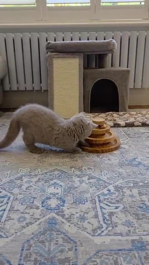British Shorthair cats for sale: British Shorthair Kittens Teddy Bear chunky Teddys - Video 5