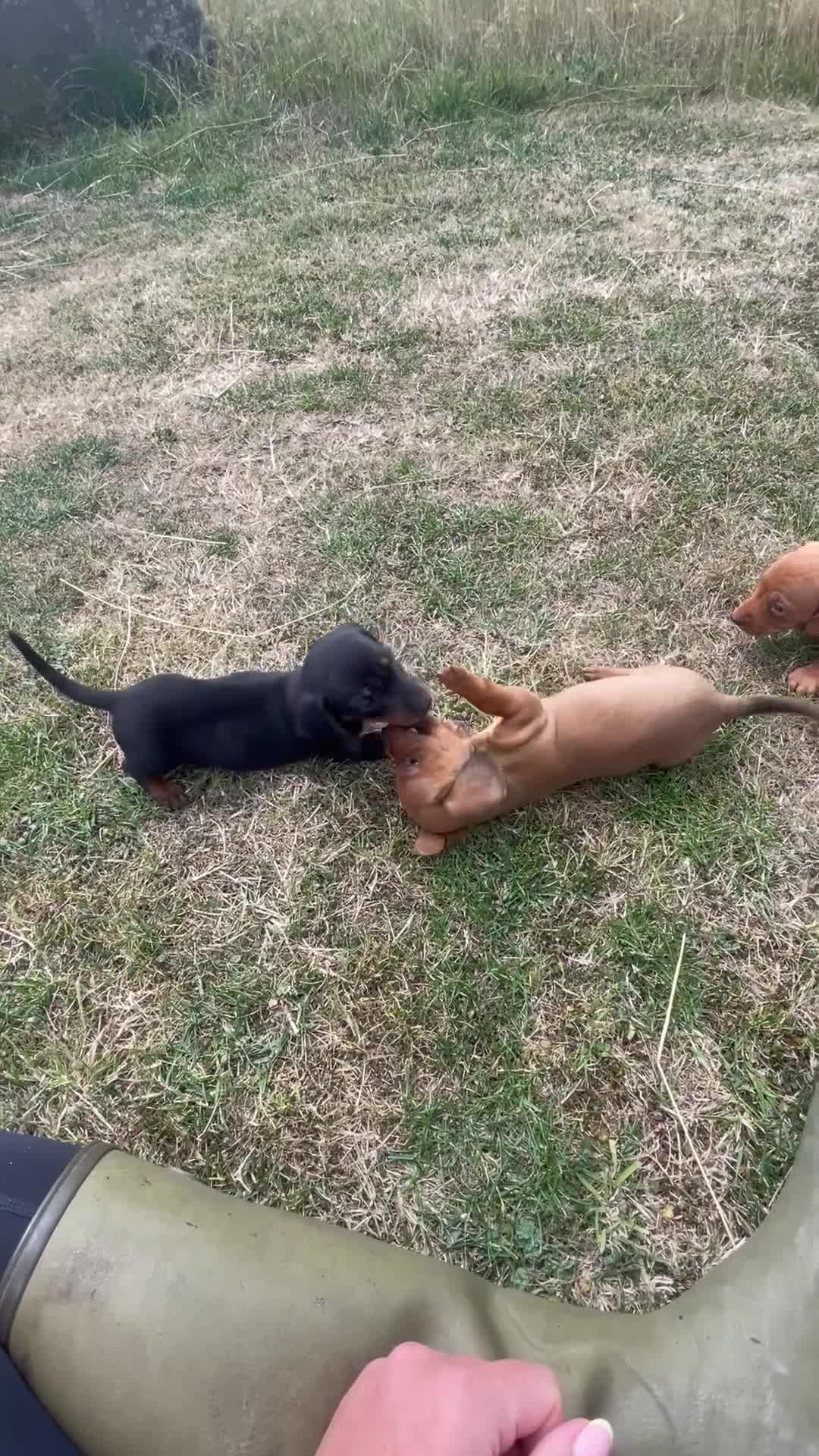 Miniature Dachshund dogs for sale: One Beautiful Black and Tan boy left  - Video 3