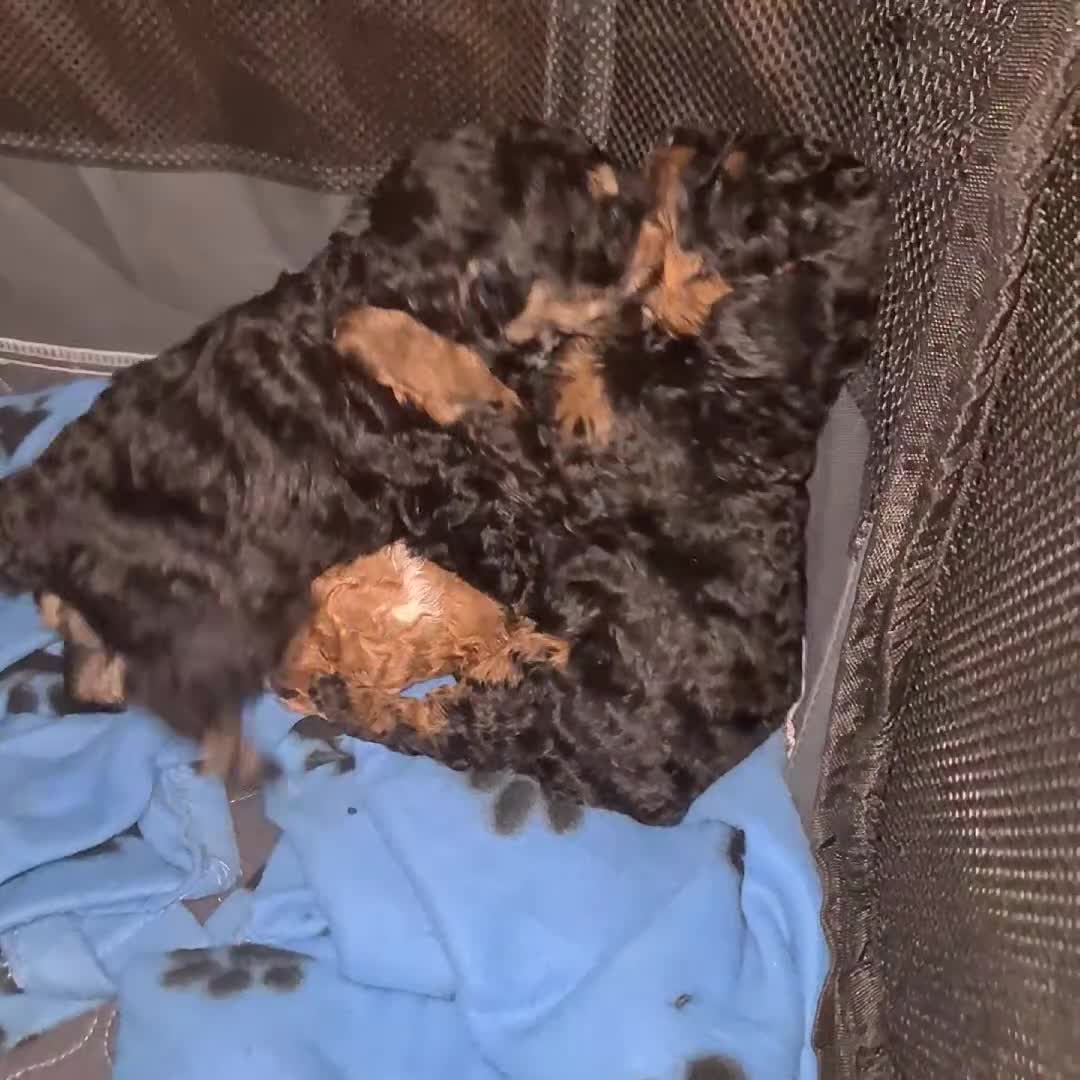 Toy Poodle dogs for sale: Beautiful Phantom Toy Poodle's!🧸😍 KC registered - Video 1