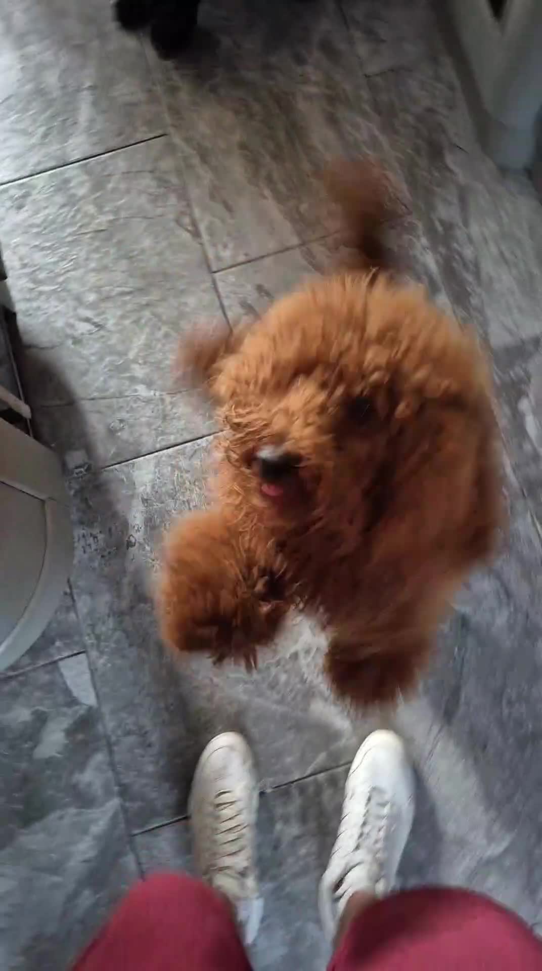 Cockapoo dogs for sale: Two Gorgeous Cockapoos. Viewible with mum and dad - Video 5