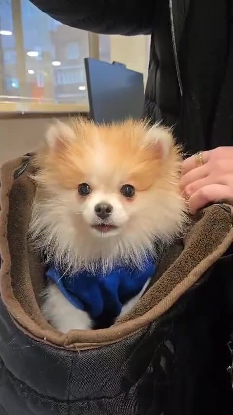 Pomeranian dogs for stud: Lover boy Romeo  - Video 3