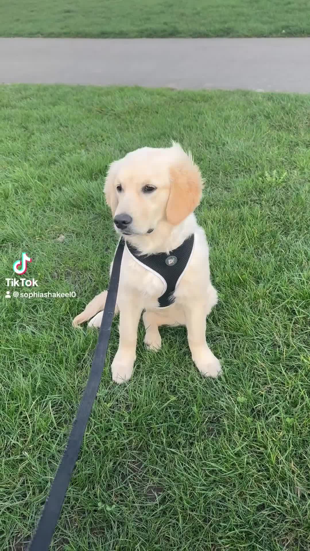 Golden Retriever dogs for sale: Six month old beautiful female puppy  - Video 1