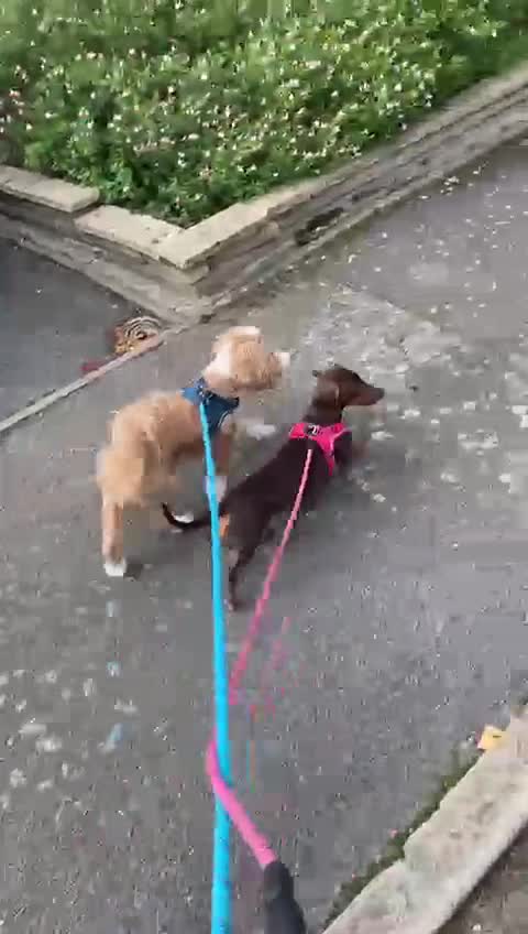 Miniature Dachshund dogs for sale: Only star home for my miniature Dachshund Bella! - Video 1