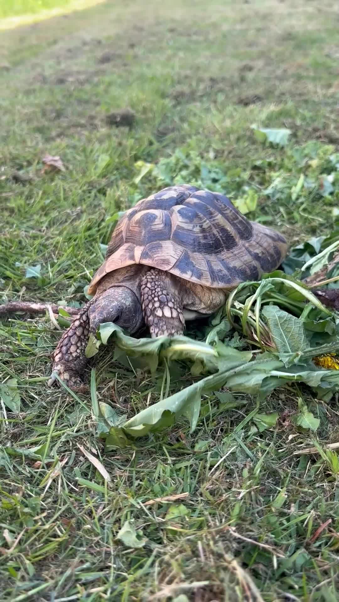 Hermann Tortoise reptiles for sale: Male Hermann Tortoise for sale(Enclosure included) - Video 1