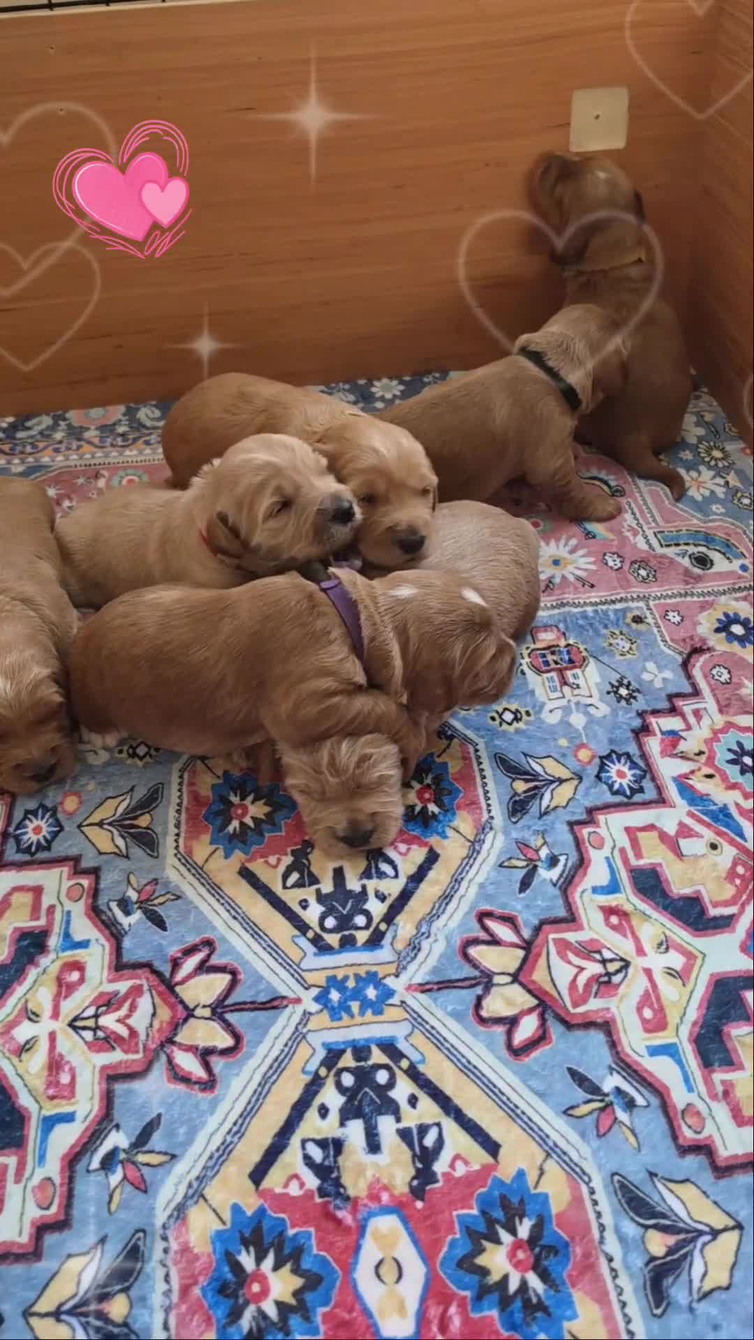 Australian Labradoodle dogs for sale: Multigeneration Australian Labradoodle  - Video 2