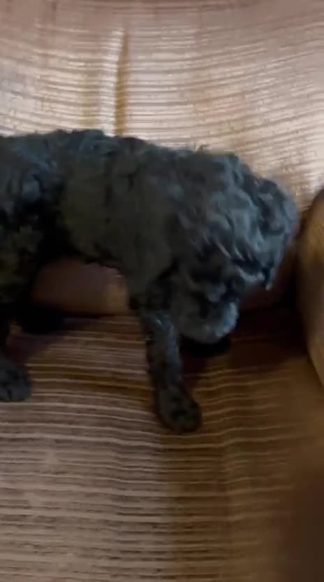 Standard Poodle dogs for sale: Last in the litter to go - Video 1