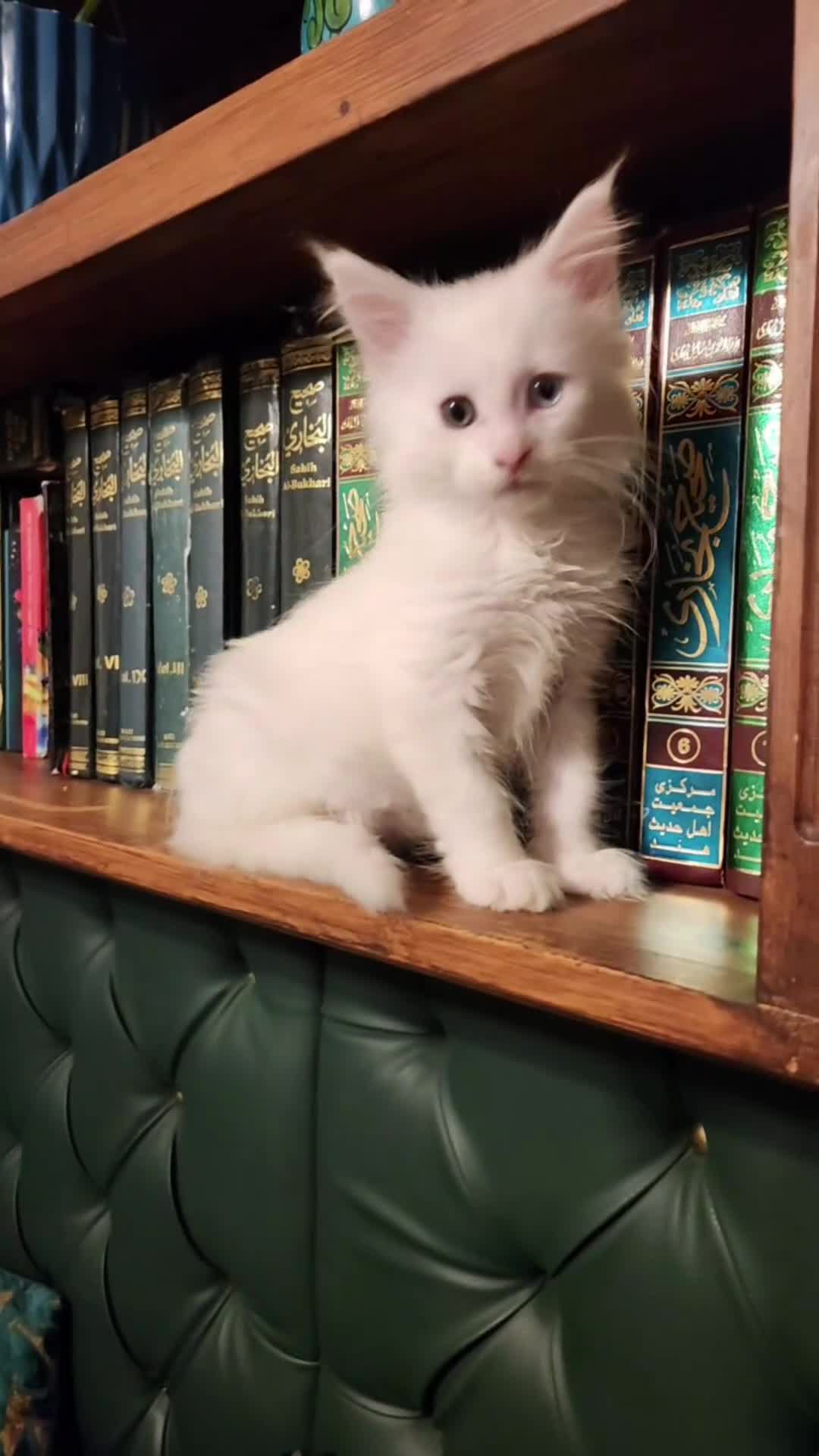 Maine Coon cats for sale: Stunning Maine Coon male - Video 1