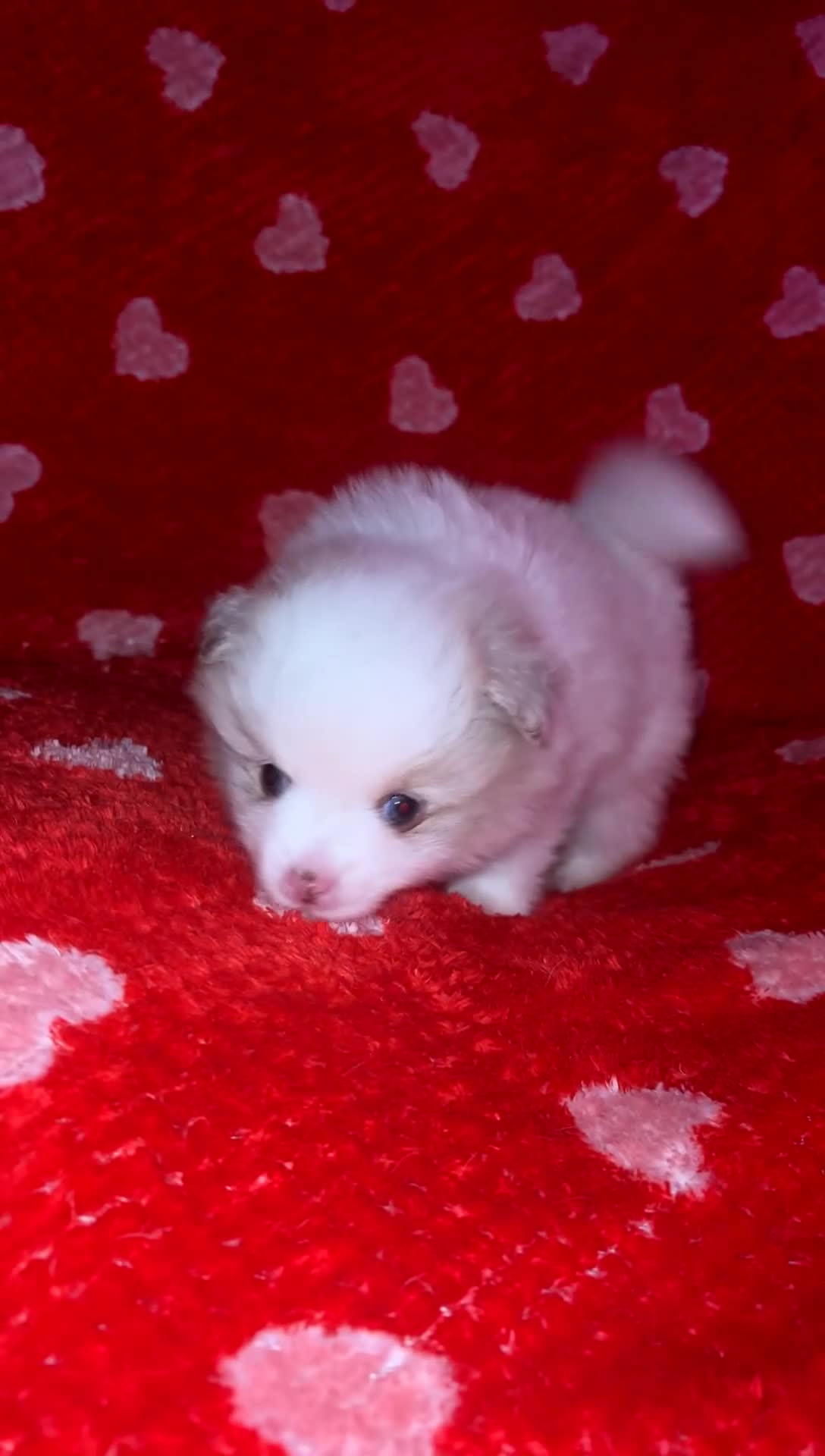 Pomeranian dogs for sale: beautiful blue eyed Pomeranians cream boys  - Video 2