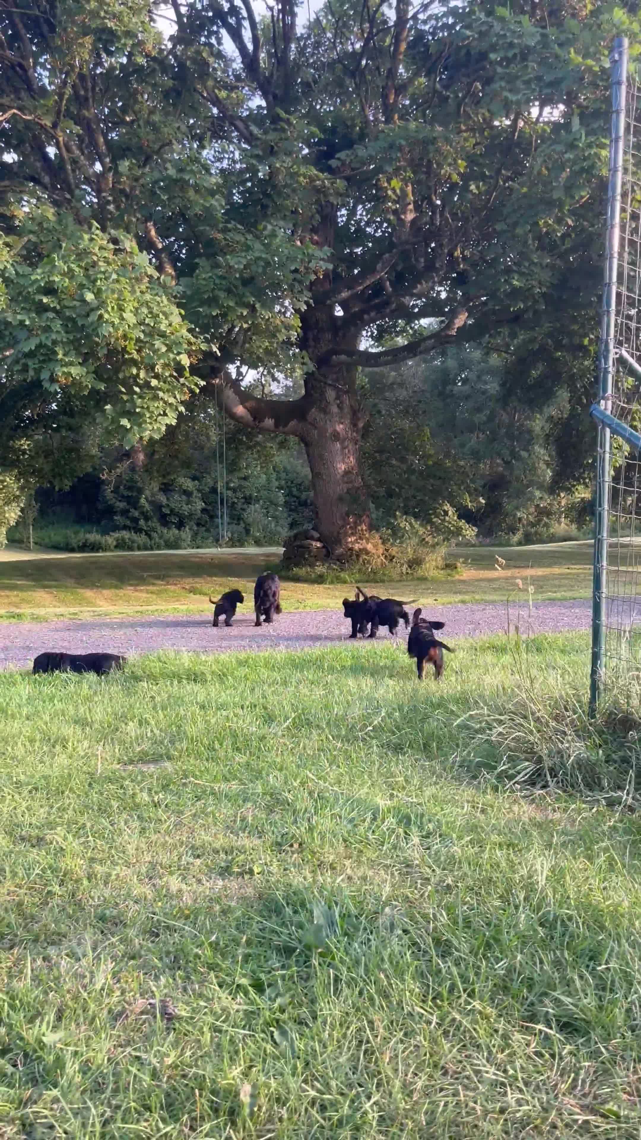 Cocker Spaniel dogs for sale: Beautiful working cocker spaniel pups  - Video 1