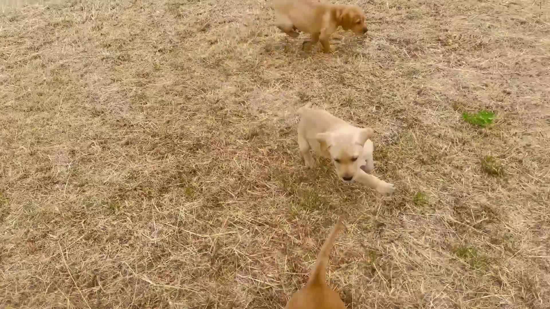 Labrador Retriever dogs for sale: KC Reg Labrador pups Working Traditional Chunky - Video 4