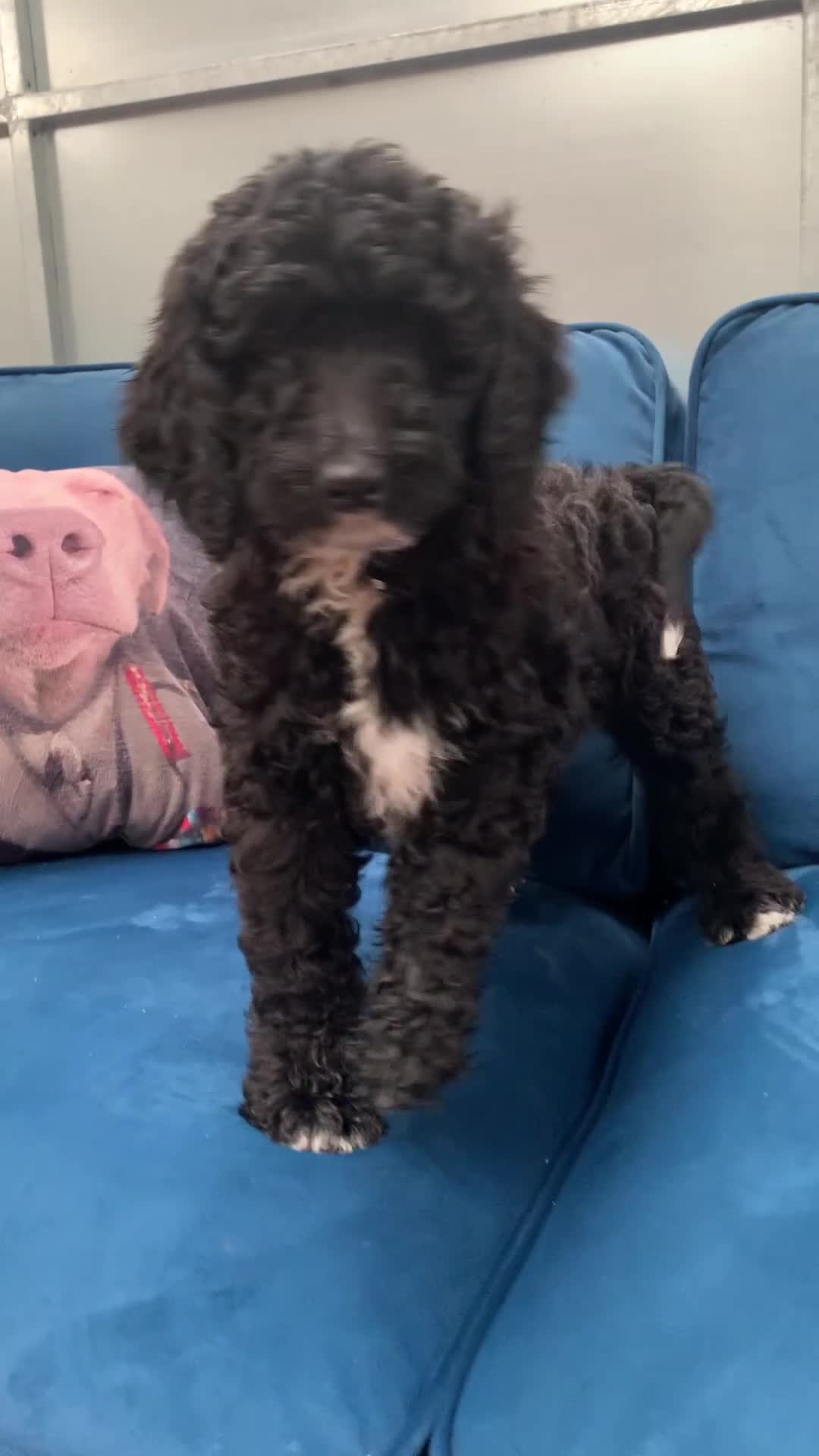 Bernedoodle dogs for sale: F1 Bernedoodle 2 Standard girls  - Video 1