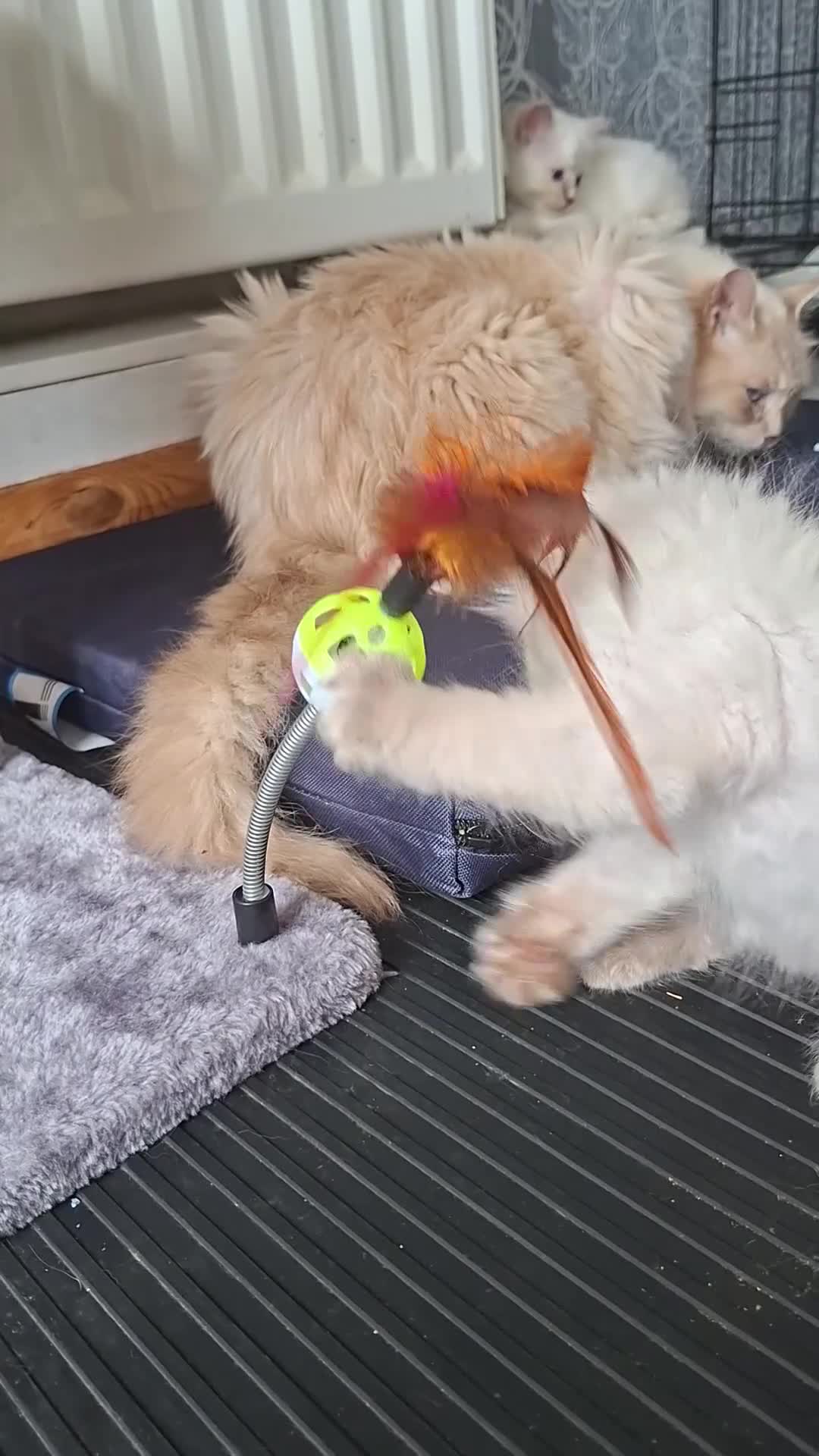 Ragdoll cats for sale: GCCF Lilac Ragdoll Kittens in Bury - Video 1