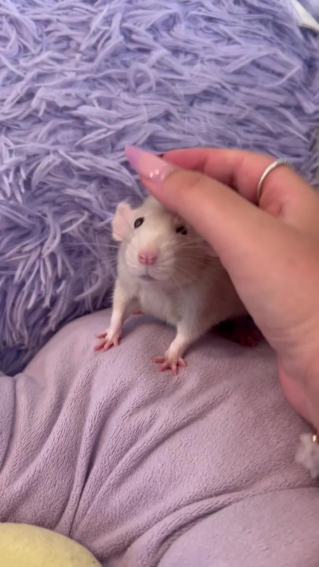 Rat rodents for sale: Pair of 4 month old female rats - Video 1