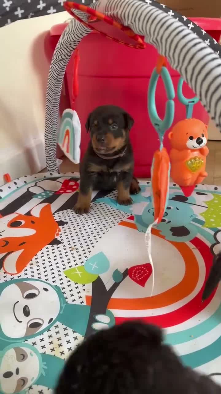 Rottweiler dogs for sale: Rottweiler pups  - Video 1