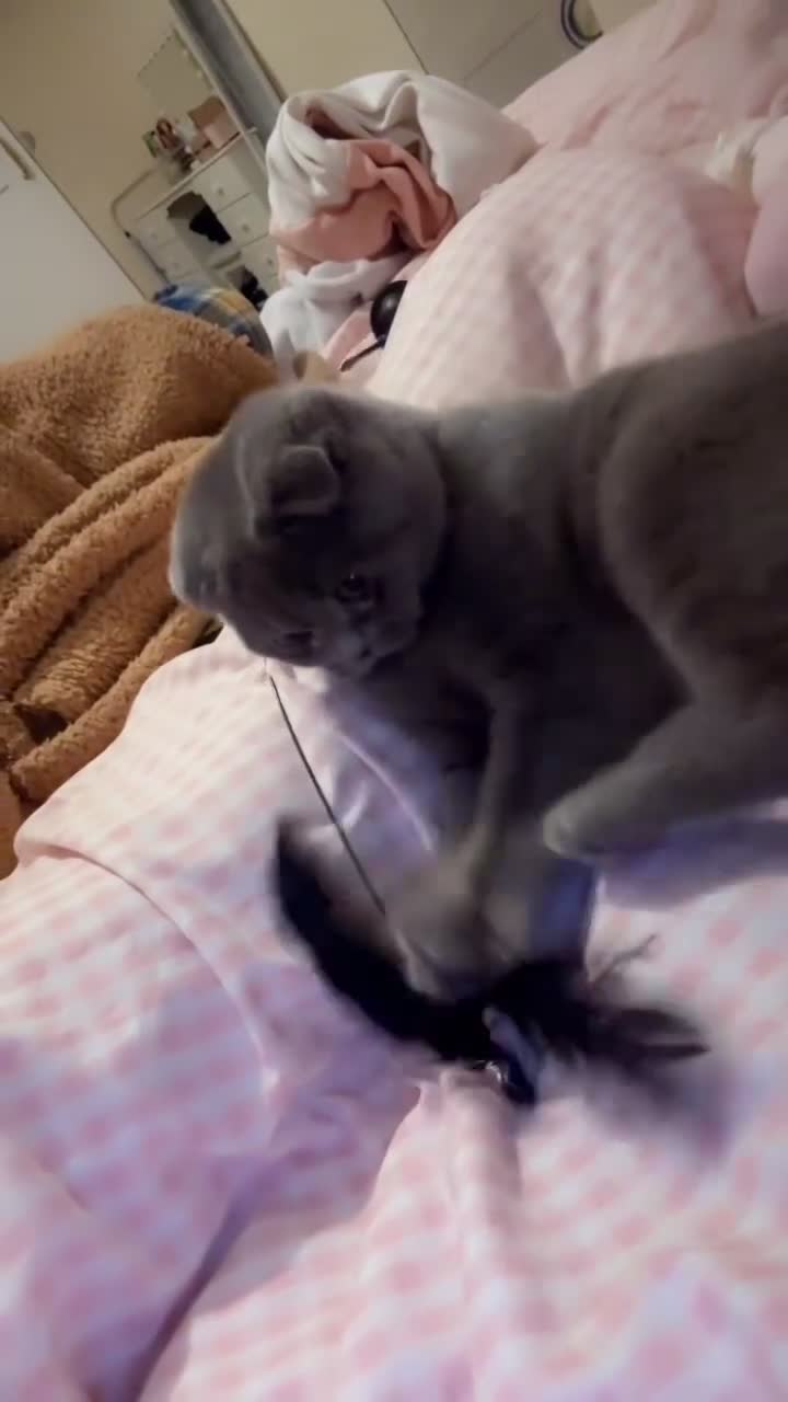 British Shorthair cats for sale: 6-Month-Old British Shorthair / Scottish fold - Video 2