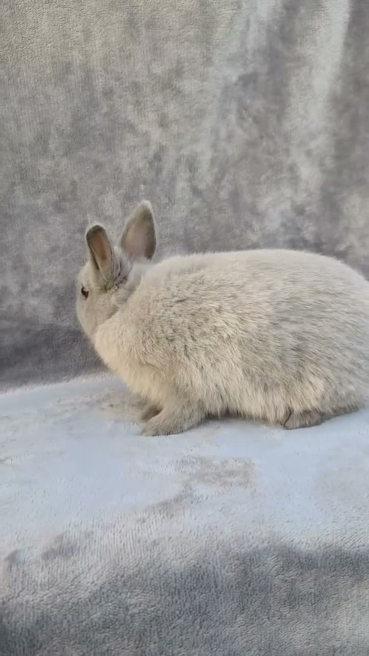 Netherland Dwarf rabbits for sale: Siamese Smoke Buck & Black Self Doe – 8 Weeks Old - Video 1