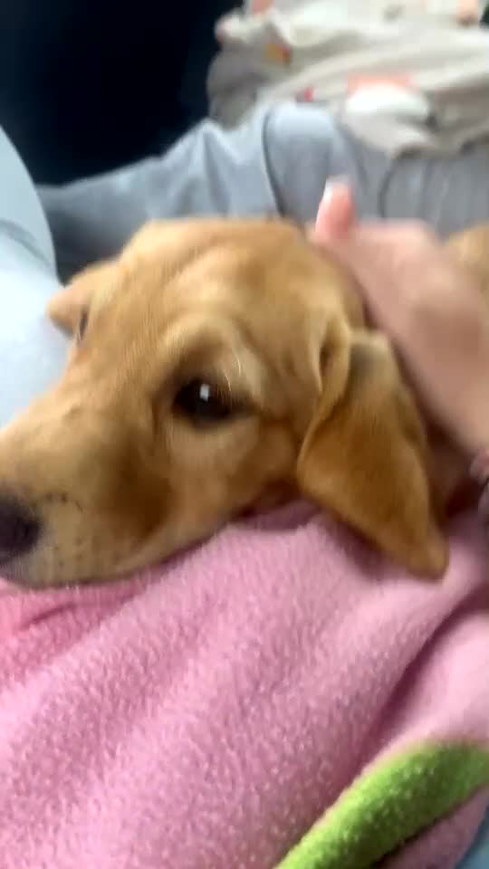 Labrador Retriever dogs for sale: Red fox Labrador - Video 1