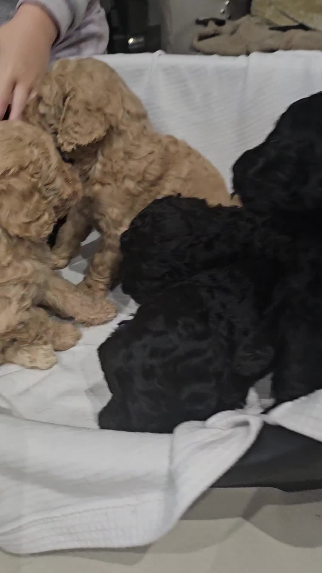 Standard Poodle dogs for sale: Stunning 5* Standard chunky poodle puppies 🐶  - Video 2