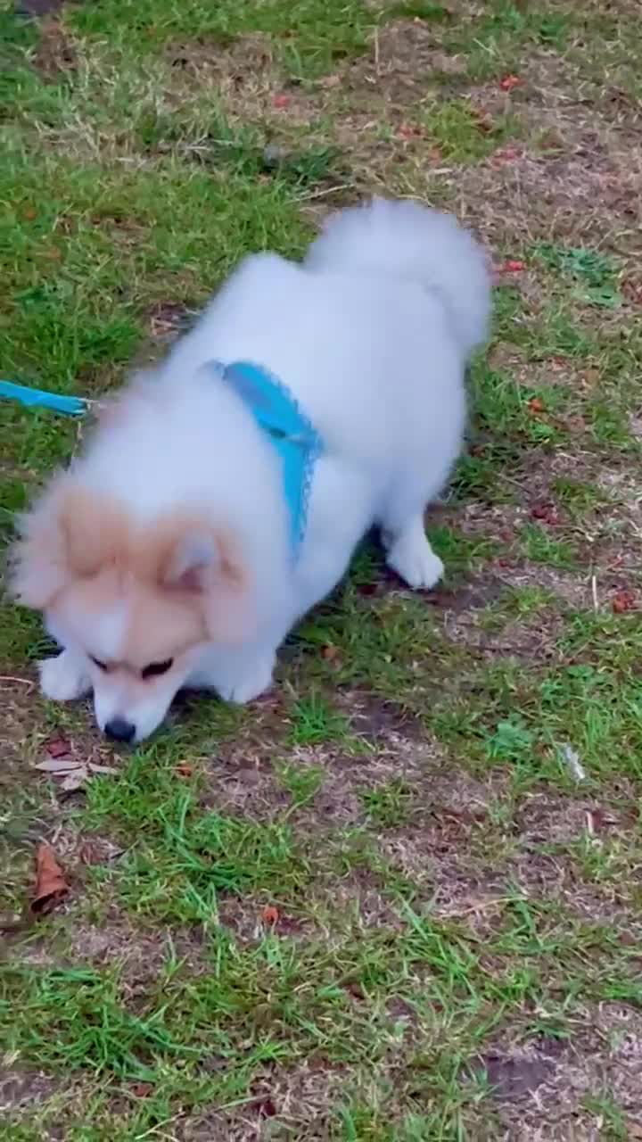Pomeranian dogs for sale: 🐾 🐶 Adorable Purebred Pomeranian Boy 🐶 🐾 - Video 2