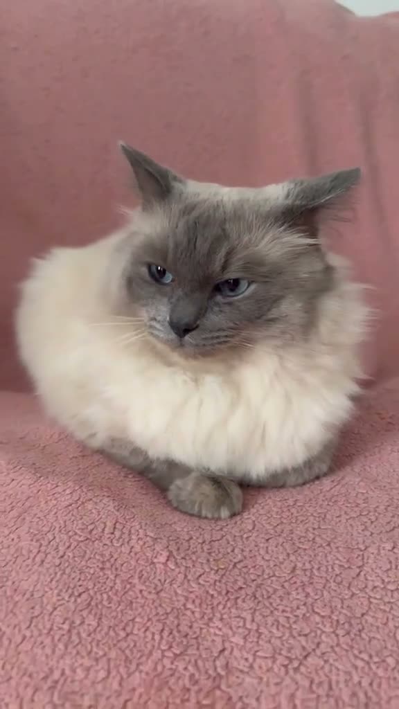 Ragdoll cats for sale: Beautiful Scottish Fold & Ragdoll Doll Mix Kittens - Video 5