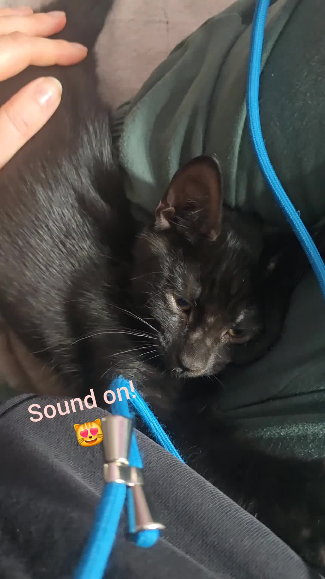Mixed Breed cats for sale: Vaccinated microchipped BOY KITTEN🐾ready-LAST ONE - Video 3