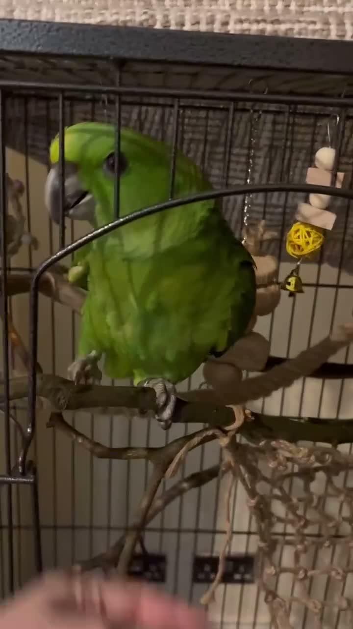 Parrots birds for sale: Tamed Amazon yellow naped parrot- young male - Video 1