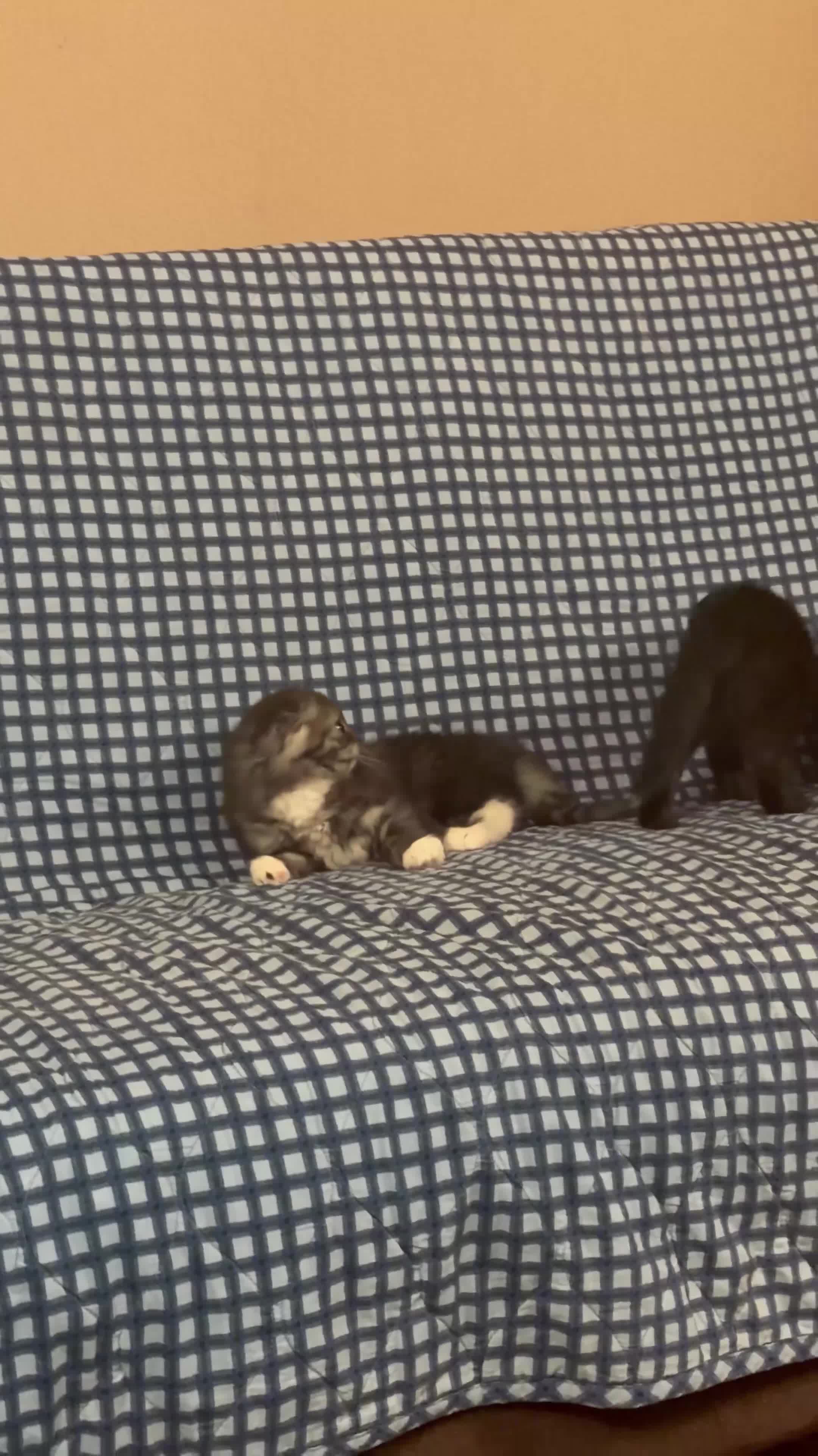 Mixed Breed cats for sale: Gorgeous💙 BSH& Scottish Fold Male Kitten - Video 1