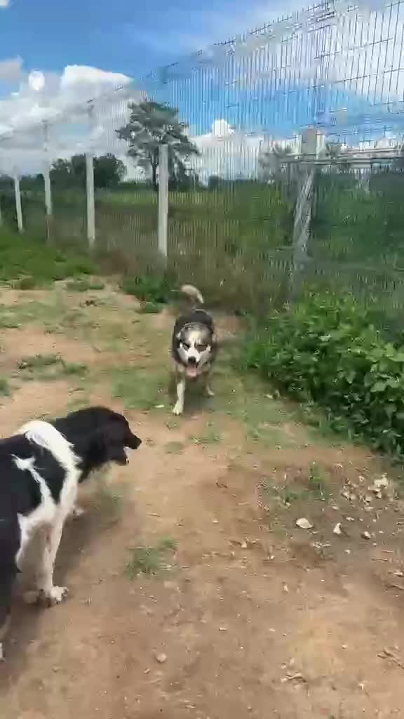 Mixed Breed dogs for sale: Sweet collie type girl - N Macedonian rescue - Video 3