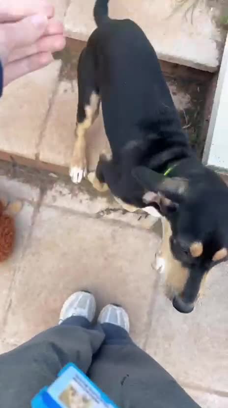 Mixed Breed dogs for adoption: Chrissie  in Newton Abbot - Video 1
