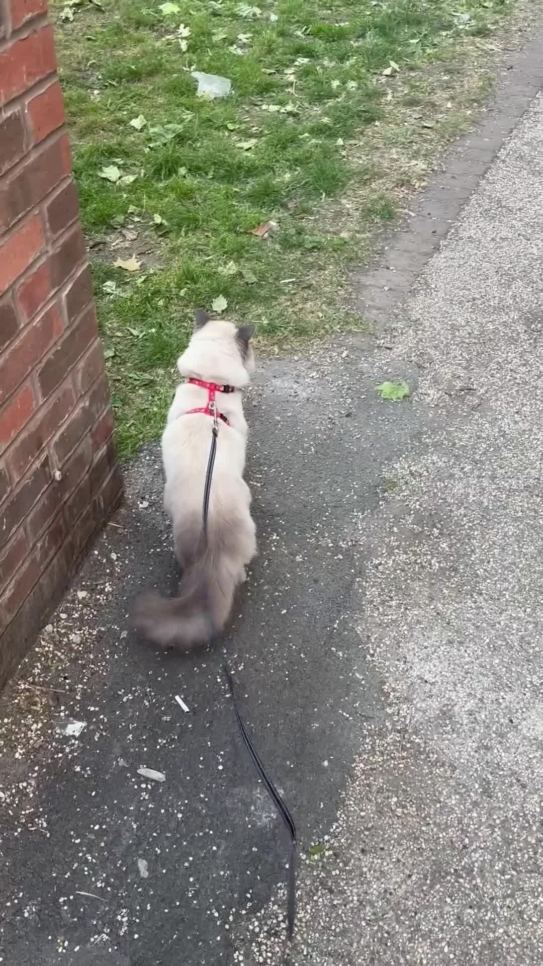 Ragdoll cats for stud: Beautiful and gentle Ragdoll for stud  - Video 1