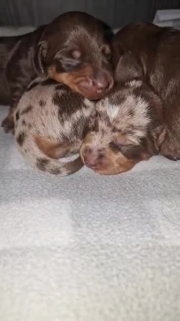 Dachshund dogs for sale: Beautiful dachshund girls  - Video 1