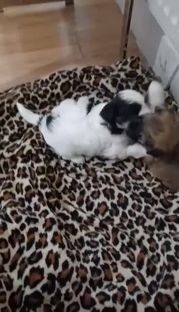 Bichon Frise dogs for sale: Bichon Frise For sale  - Video 1