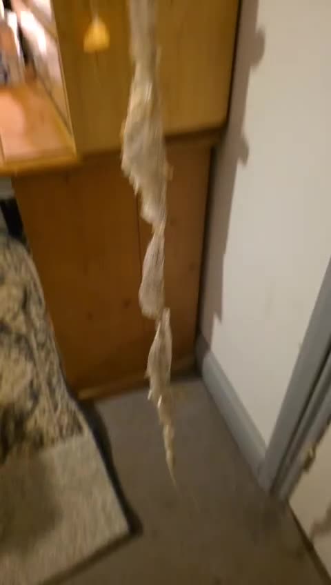Corn Snake reptiles for sale: Corn snake - Video 2
