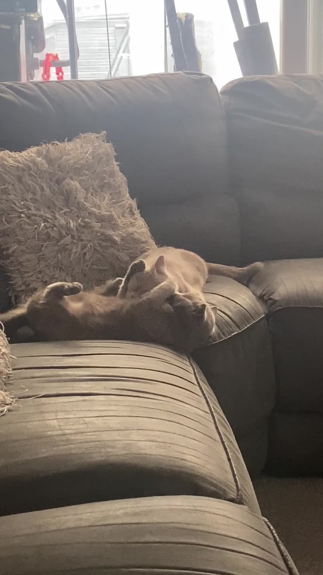 British Shorthair cats for sale: Active British shorthair cat - Video 1