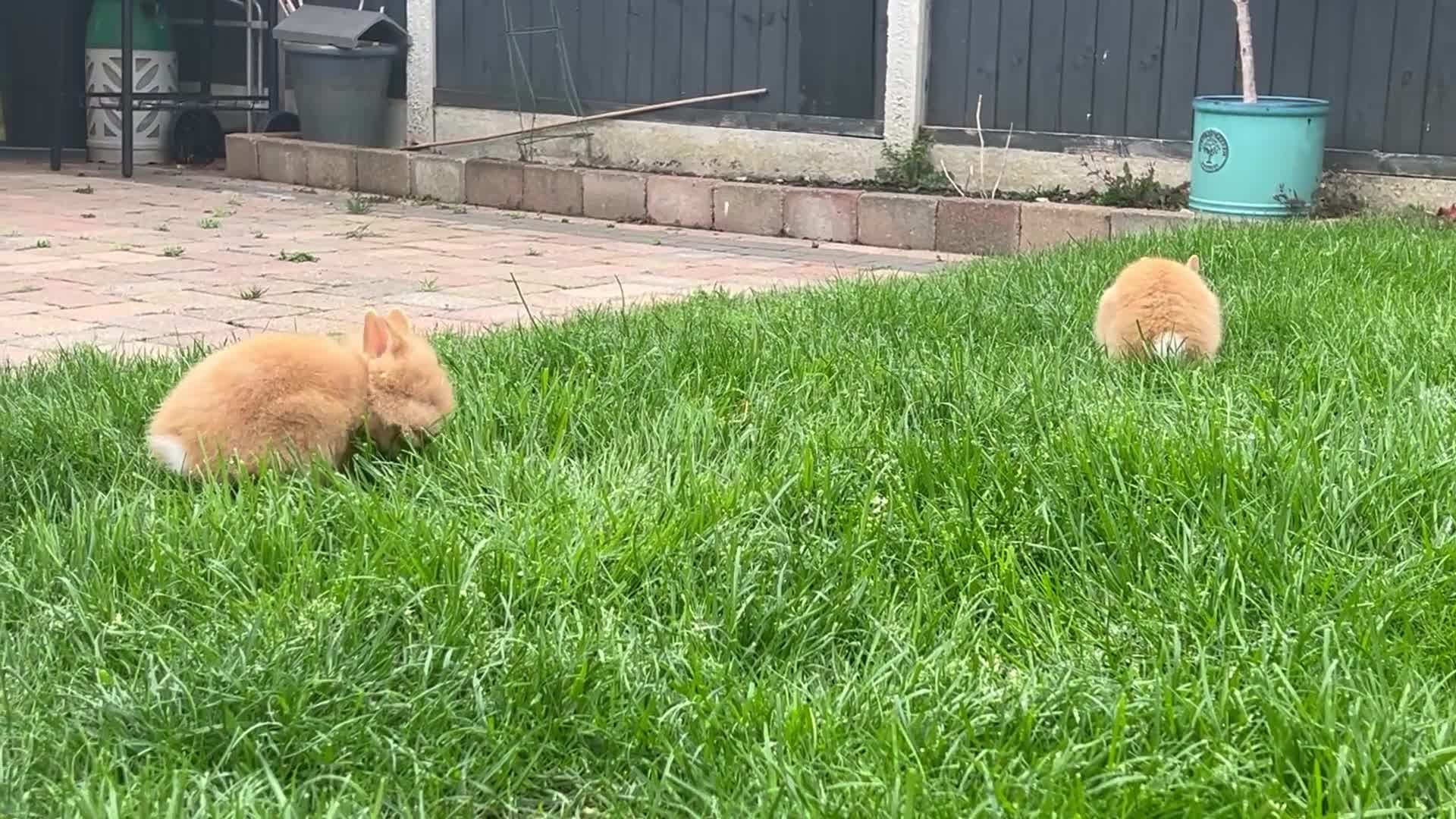 Lionhead rabbits for sale: 2 Beautiful Lionhead rabbits from family home - Video 1