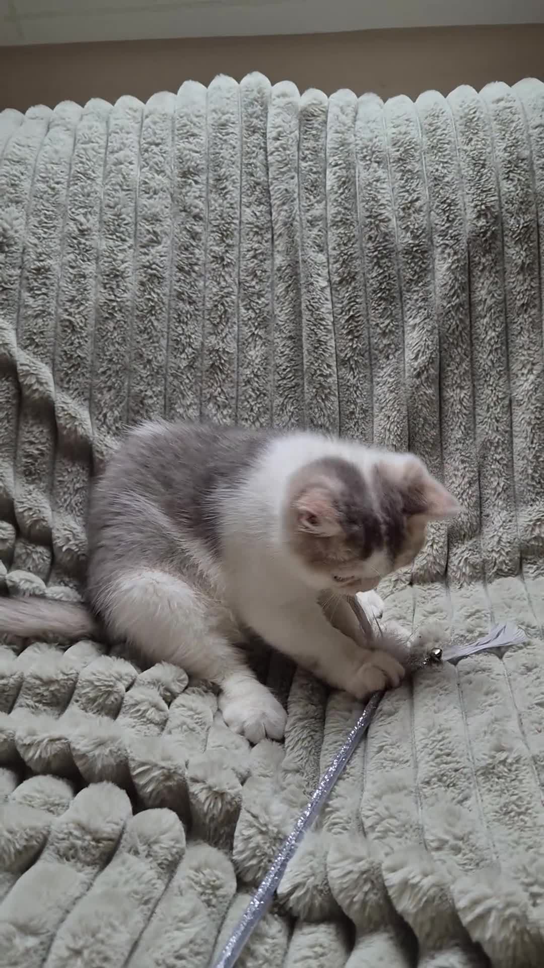 British Shorthair cats for sale: Lilac Golden and white boy  - Video 1