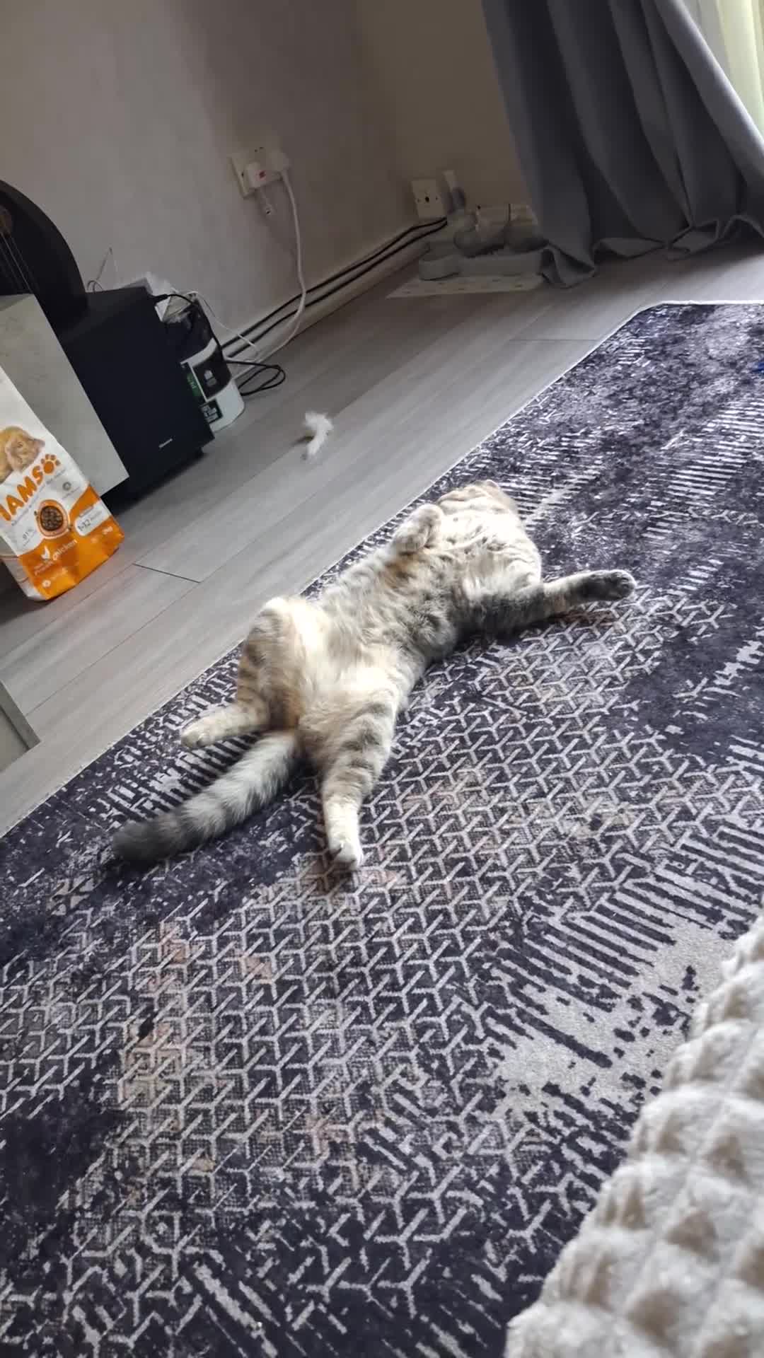British Shorthair cats for sale: British Shorthair x Ragdoll Cat for Rehoming  - Video 1