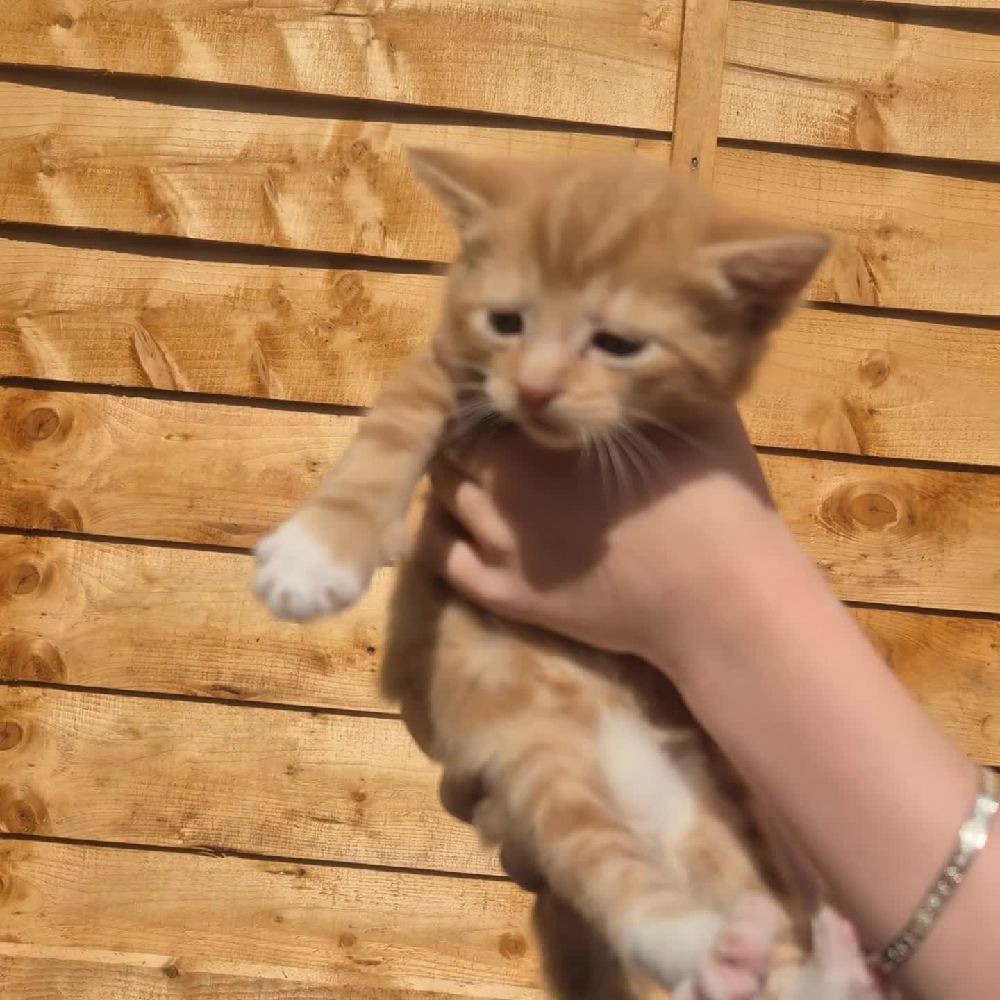 Mixed Breed cats for sale: Stunning bengal/maine coon mixed breed - Video 2