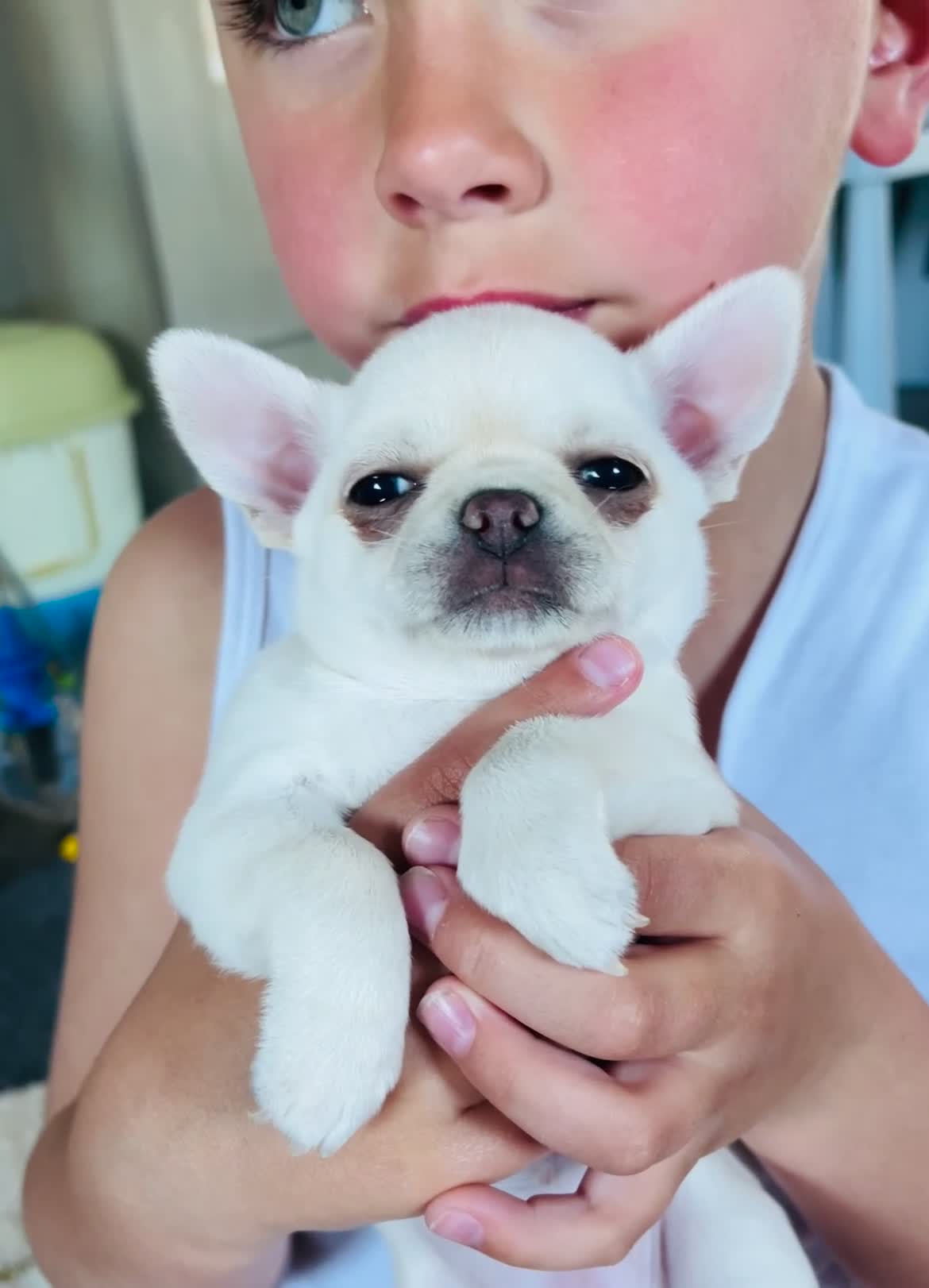 Chihuahua dogs for sale: All pups now RESERVED  - Video 1