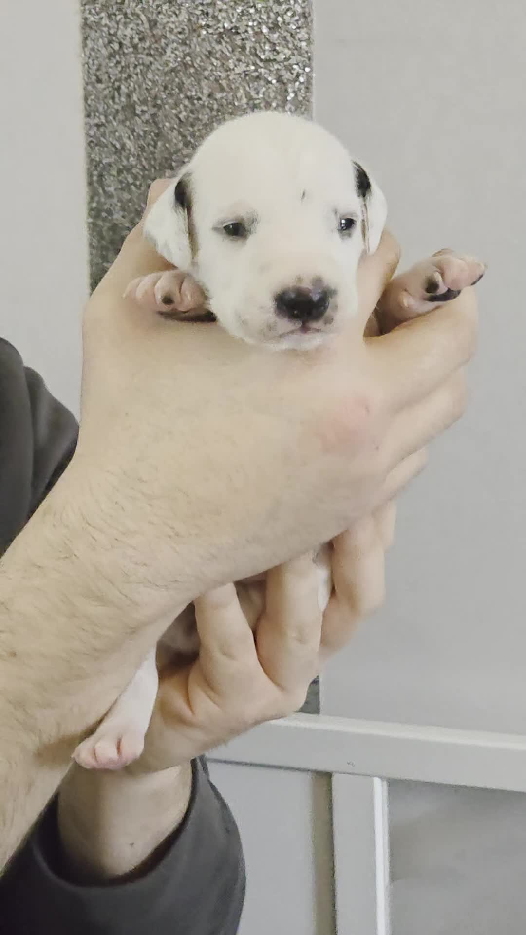 Dalmatian dogs for sale: Litter of 8 puppies  - Video 1