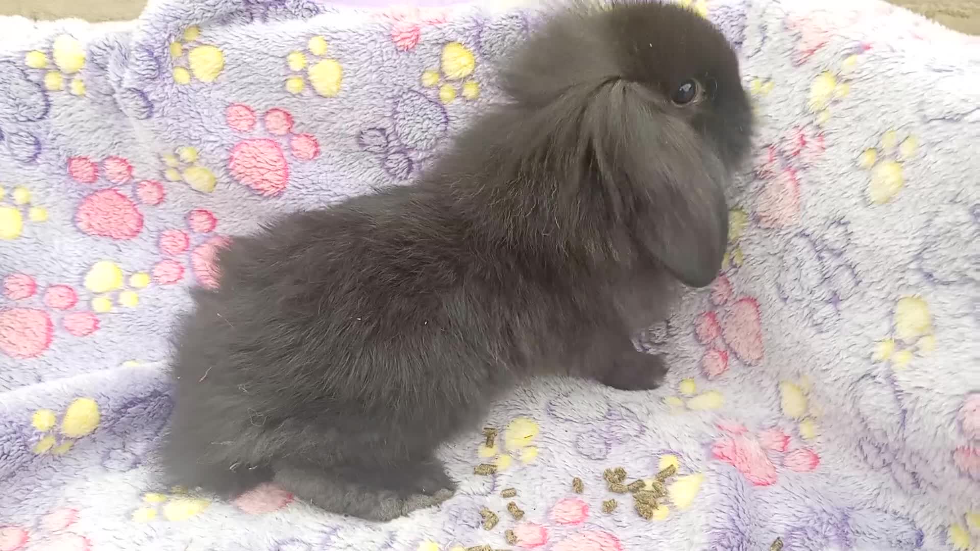 Mini Lion Lop rabbits for sale: Mini lop and mini lion lops - Video 1